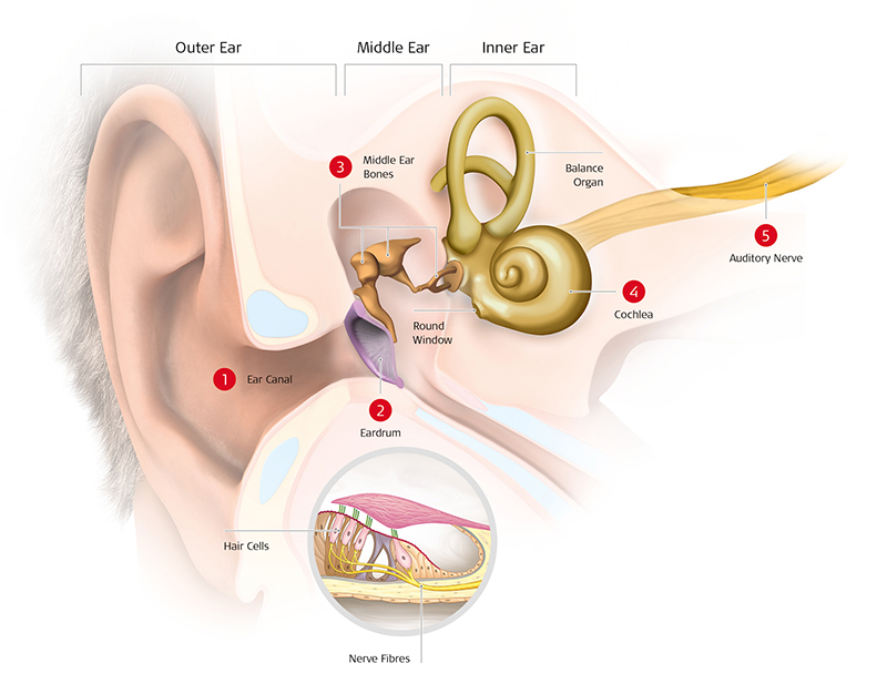 anatomy-of-ear